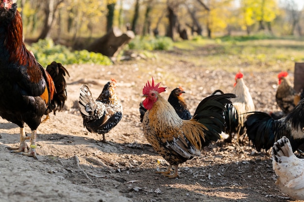 Foto grátis close-up de aves em cultivo de fazenda rural