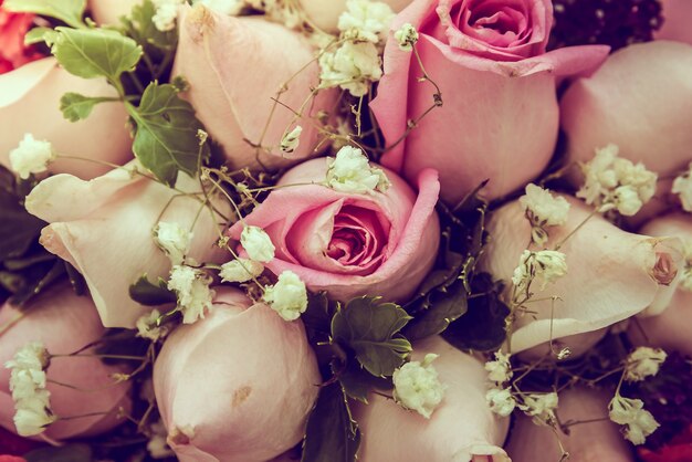 Close-up de belas rosas cor de rosa