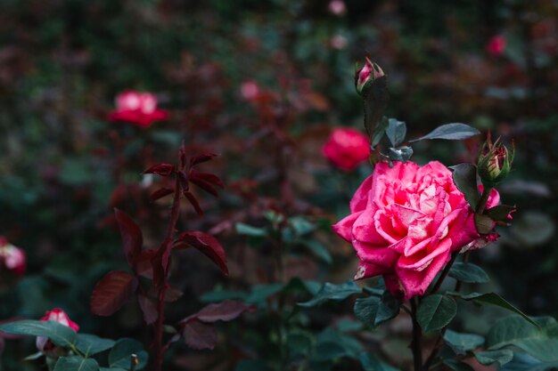 Close-up, de, bonito, cor-de-rosa levantou-se