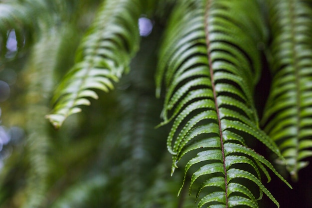 Close-up, de, bonito, samambaia, folhas