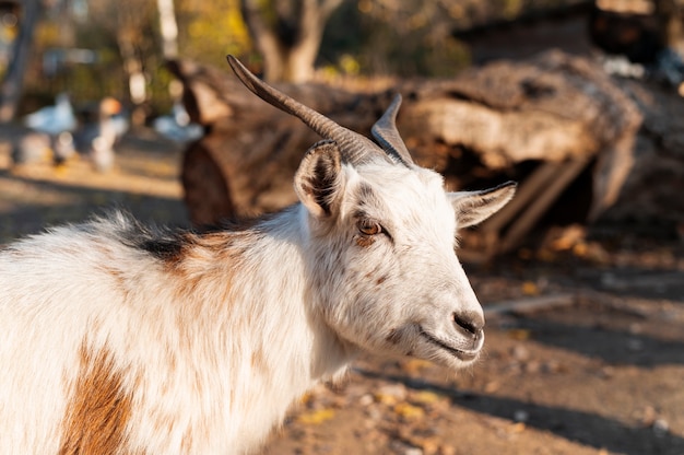 Close up de cabra em cultivo rural