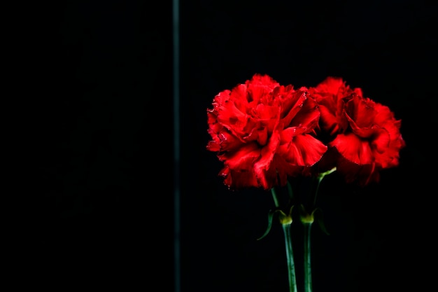 Foto grátis close-up, de, cravo vermelho, flor, reflexão, ligado, vidro