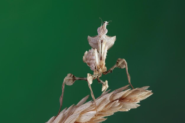 Close up de Devils Flower Mantis em trigo seco
