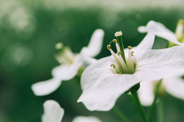 Close-up, de, dourado, flores trombeta