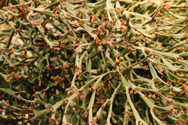 Close-up, de, flor brota, crescendo, ligado, plantas