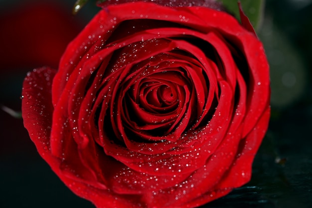 Close-up de flor rosa vermelha