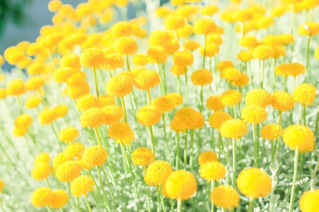 Close-up de flores amarelas brilhantes