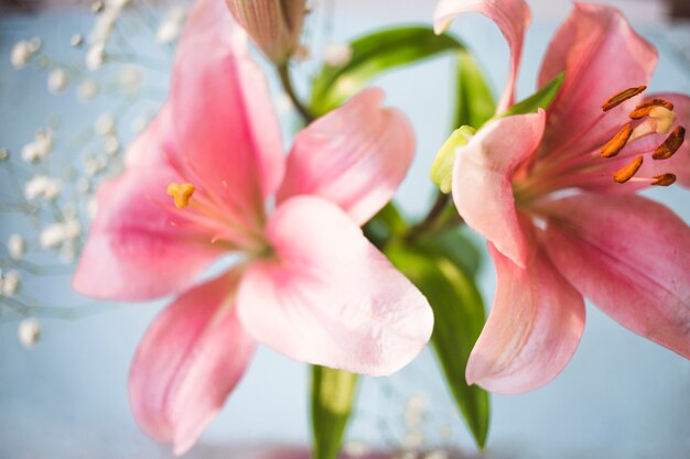 Close-up de flores bonitas