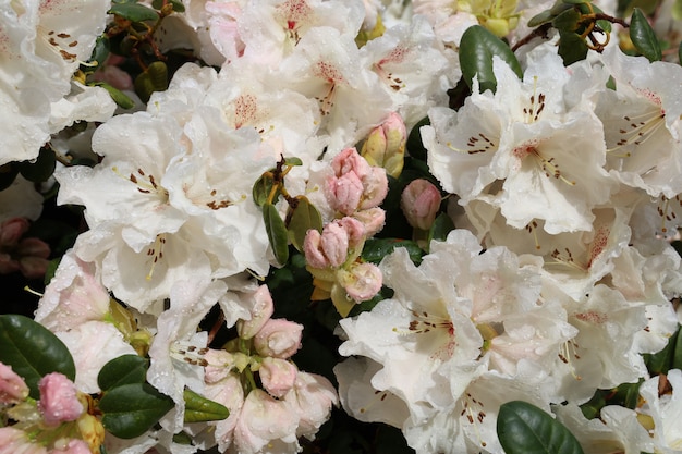 Close up de flores brancas de rododendro