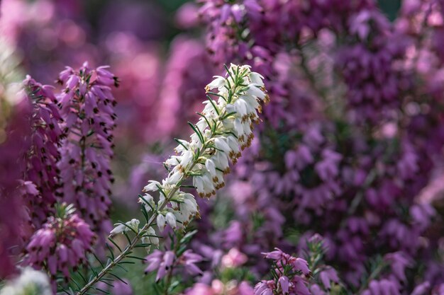 Close up de flores brancas e roxas