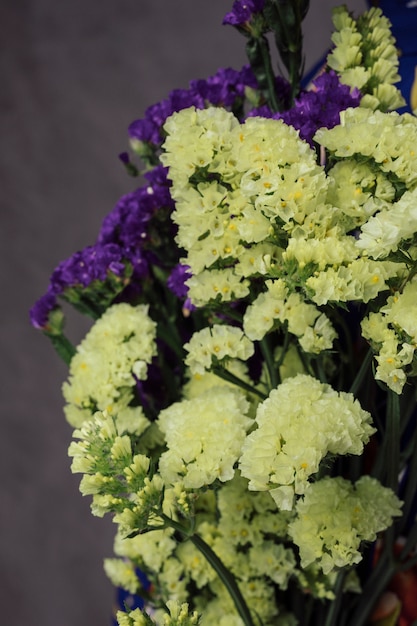 Close-up de flores de limonium amarelo e roxo lindo contra parede cinza