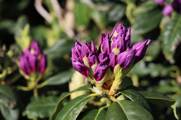 Close up de flores de rododendro sob a luz