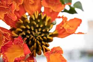 Foto grátis close-up de flores exóticas vermelhas. plantas e flores do egito.