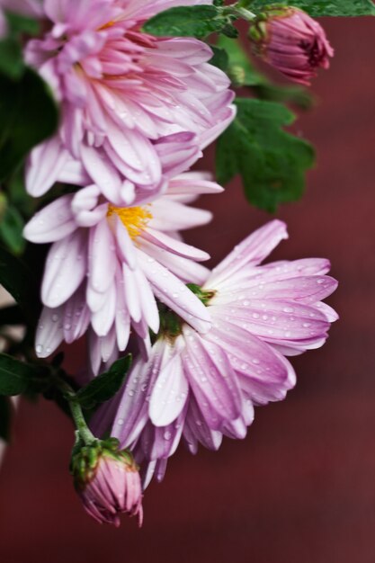 Close-up de flores roxas frescas