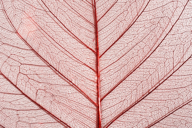 Close-up de folha de planta colorida