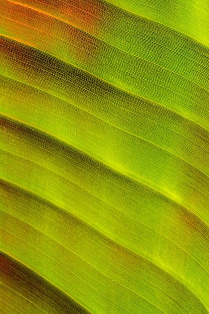 Close-up de folha de planta colorida