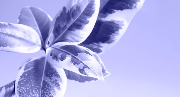 Close-up de folha variegata elástica de ficus com uma abertura de botão com uma nova folha jovem em um fundo muito peri. cuidados caseiros com plantas, cultivo, rega e fertilização. abidjan, variedade elastica, belize