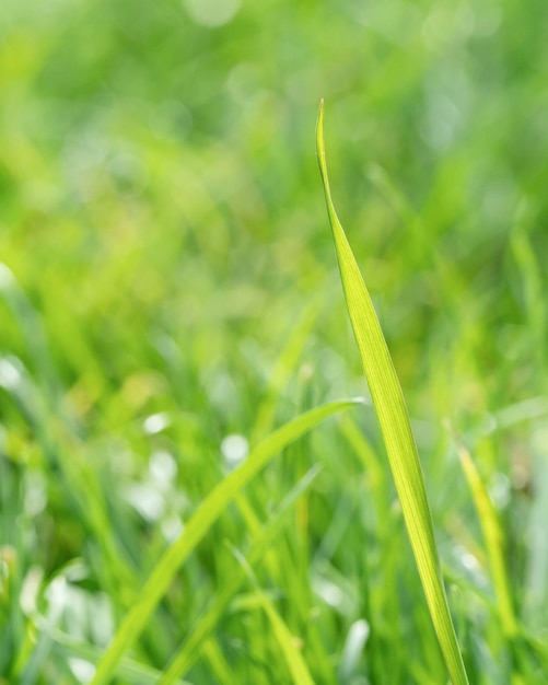 Close-up de folhas de grama borradas
