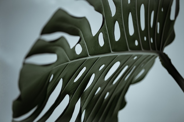 Close-up de folhas de monstera naturais lindas texturizadas.