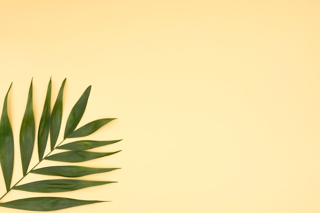 Close-up de folhas de palmeira verde sobre fundo amarelo