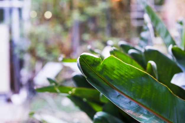 Close-up, de, folhas, ligado, planta