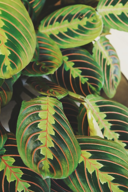 Close-up de folhas verdes de calathea