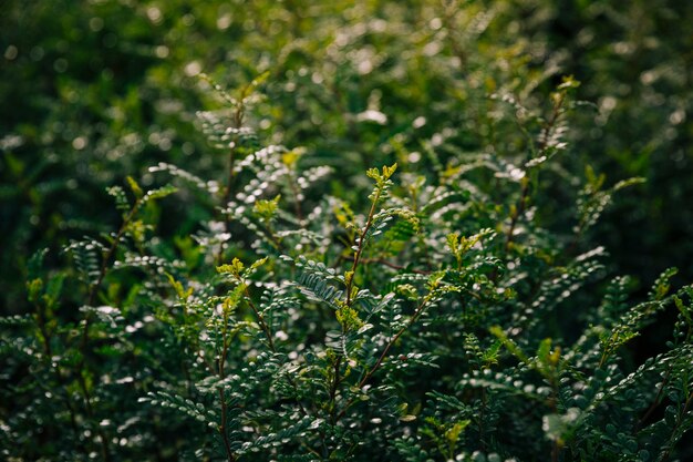 Close-up, de, folhas verdes, fundo