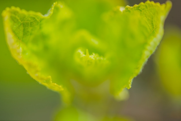 Close-up de folhas verdes