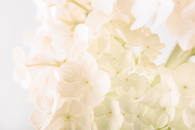 Close-up, de, fresco, flores brancas, buquet