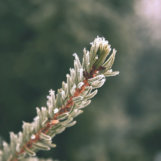 &quot;Close-up de galho congelado&quot;