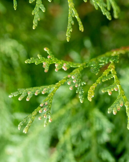 Close-up de galhos de árvores verdes com fundo desfocado