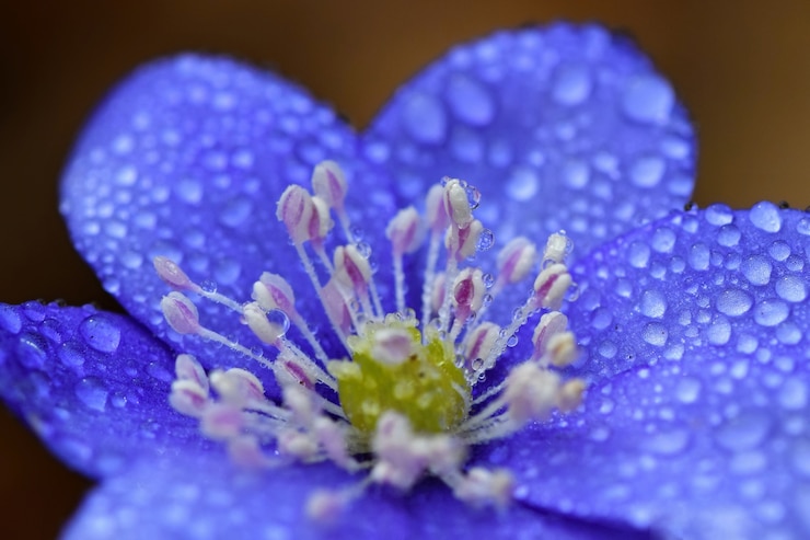 Foto grátis "close-up de gotas de água na flor"