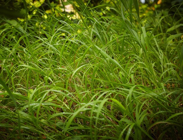 Close-up de grama grossa fresca com gotas de água no início da manhã
