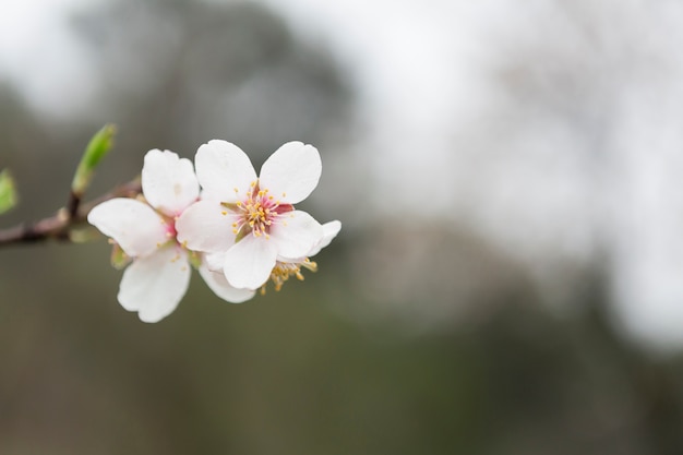 Close-up de grande amendoeiras em flor