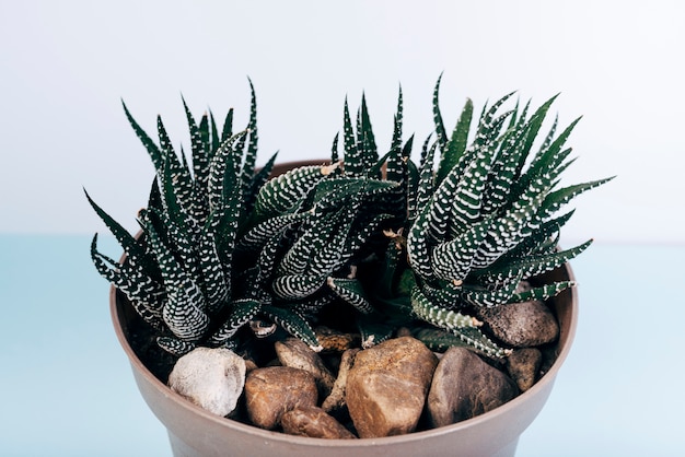 Close-up, de, haworthia fasciated, plantas potted, ligado, azul, tabela