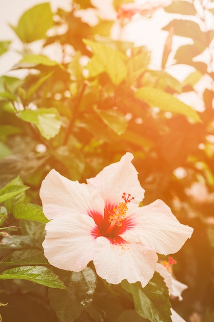 Close-up, de, hibisco, flor, ligado, planta