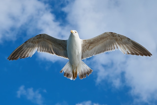 Foto grátis close-up de incrível vôo da gaivota