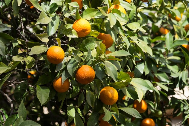 Close-up de laranjas na árvore