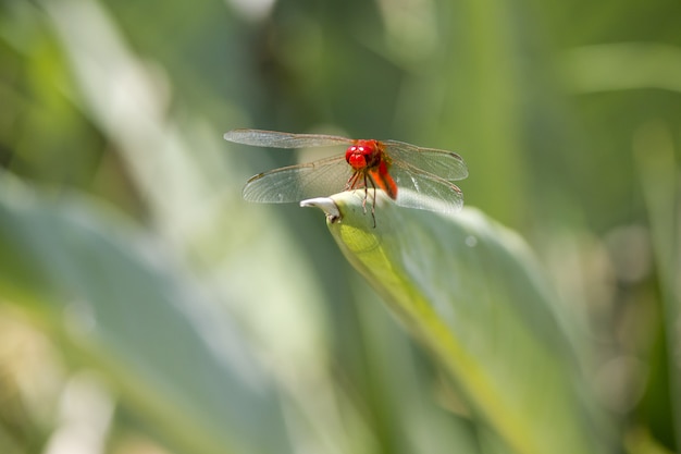 Close up de libélula vermelha na planta