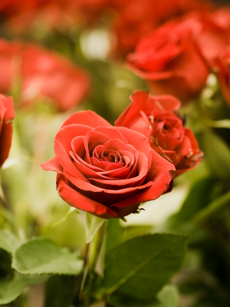 Close-up de lindas rosas vermelhas