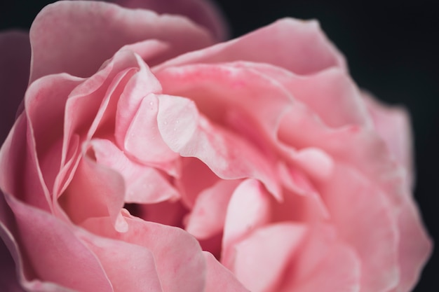 Close-up de lindas rosas