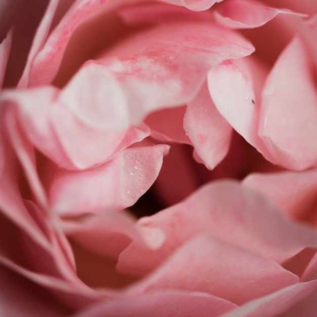Foto grátis close-up de lindas rosas