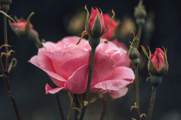 Close-up de lindas rosas