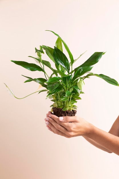 Close-up de mãos segurando uma planta