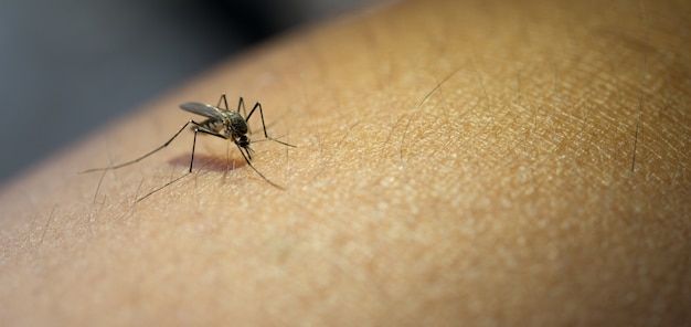 Close-up de mosquito sugando sangue do braço humano.