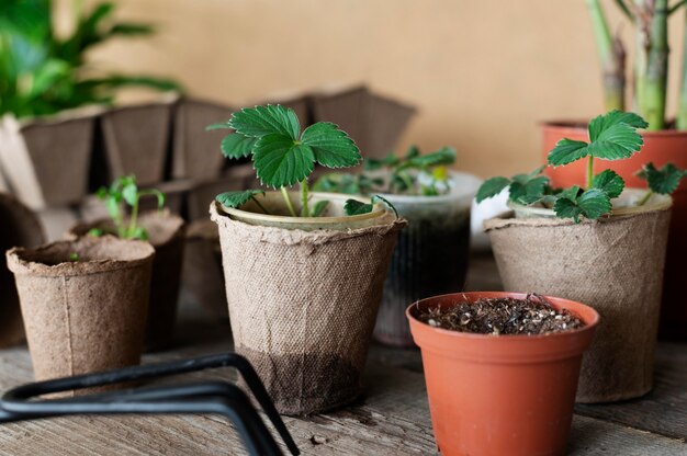 Close up de mudas de plantas