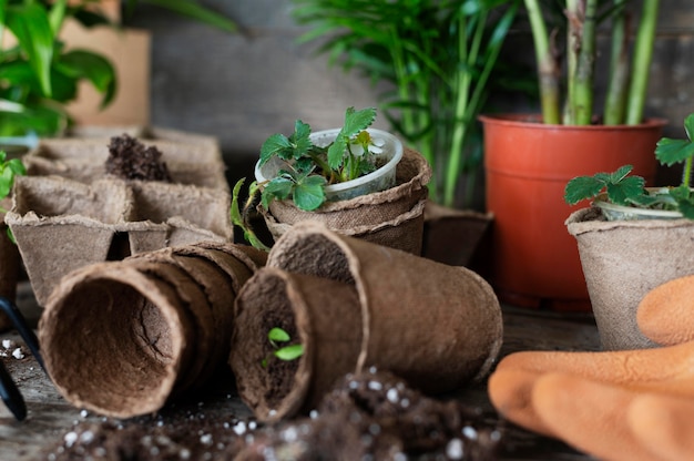 Foto grátis close up de mudas de plantas