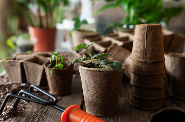 Close up de mudas de plantas