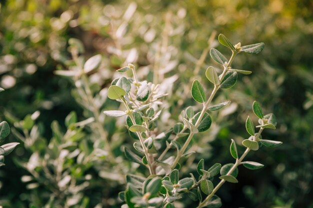 Close-up, de, natural, folha verde, em, dia ensolarado