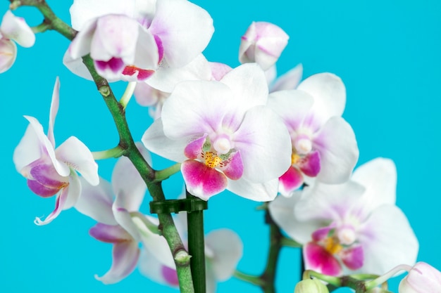Close-up de orquídeas decorativos